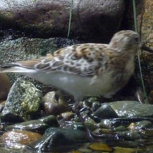 Unknown sandpiper