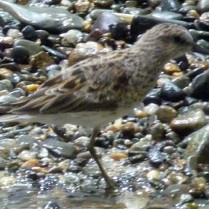 Least sandpiper (Calidris minutilla), ID by Great Argus