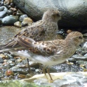 Least sandpipers (Calidris minutilla) (ID by birdsandbats)