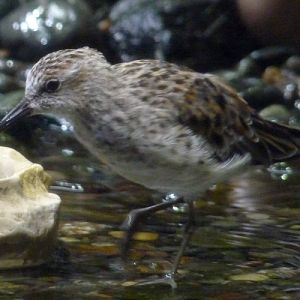 Semipalmated sandpiper (Calidris pusilla), ID by birdsandbats