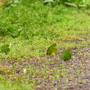 Orange-bellied Parrot - Neophema chrysogaster