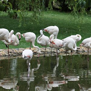 Greater flamingos back in their enclosure (July 7th)