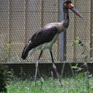 Young Saddle-billed stork