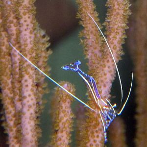 Ancylomenes pedersoni (ID by Great Argus)