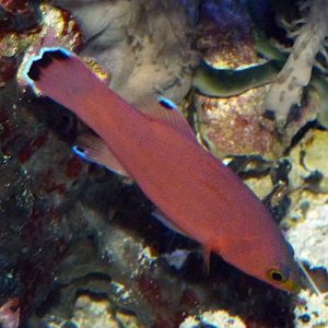 Cave basslet (Liopropoma mowbrayi), ID by Great Argus
