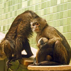 Wedge-capped (Guianan weeper) Capuchin