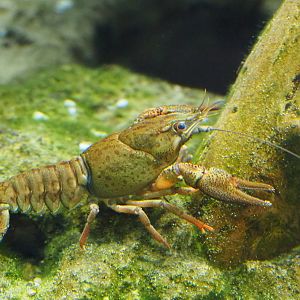 European noble crayfish (Astacus astacus), 2019-07-21