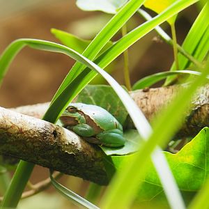 European tree frog (Hyla arborea), 2019-07-21