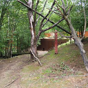 Red panda - Reeves' muntjac - Swan goose exhibit, 2019-07-21