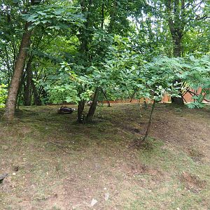 Red panda - Reeves' muntjac - Swan goose exhibit, 2019-07-21