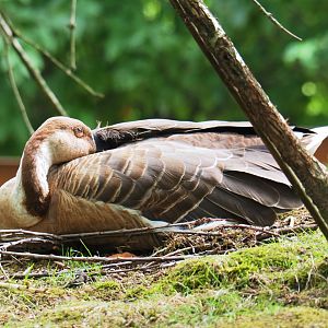 Swan goose (Anser cygnoides), 2019-07-21