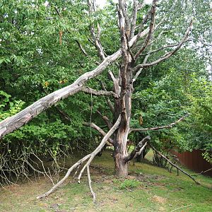 Red panda - Reeves' muntjac - Swan goose exhibit, 2019-07-21