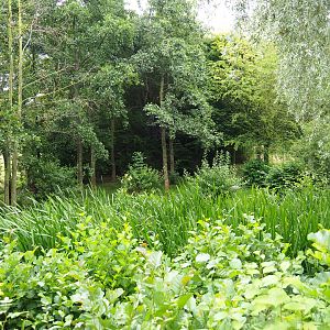 Eurasian crane and European white stork exhibit, 2019-07-21