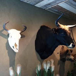 Limburg House museum floor - Heck cattle head mount and wisent skull, 2019-07-21