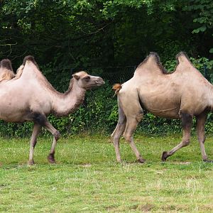 Bactrian camels (Camelus bactiranus), 2019-07-21