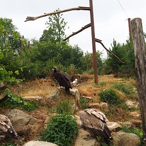 Taiga aviary, 2019-07-21