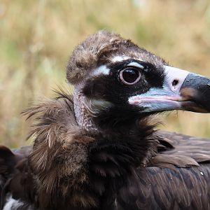Cinereous vulture (Aegypius monachus), 2019-07-21