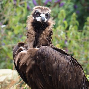 Cinereous vulture (Aegypius monachus), 2019-07-21