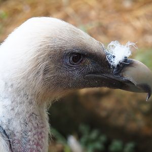Western Eurasian griffon vulture (Gyps fulvus fulvus), 2019-07-21