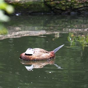 White-headed duck (Oxyura leucocephala), 2019-07-21
