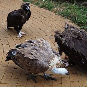 Cinereous vultures (Aegypius monachus) and Eurasian griffon vulture (Gyps fulvus)  feeding on rabbit bits, 2019-07-21