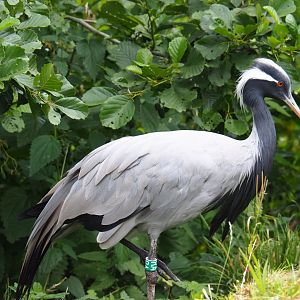 Demoiselle crane (Anthropoides virgo), 2019-07-21
