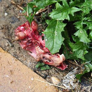 On the vulture menu: rabbit bits, 2019-07-21