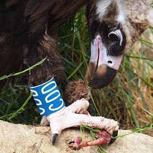 Cinereous vulture (Aegypius monachus) feeding on rabbit bits, 2019-07-21