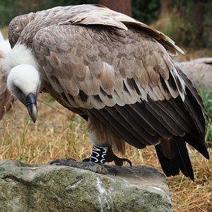 Western Eurasian griffon vulture (Gyps fulvus fulvus), 2019-07-21