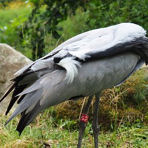 Preening Demoiselle crane (Anthropoides virgo), 2019-07-21