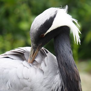 Preening Demoiselle crane (Anthropoides virgo), 2019-07-21