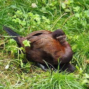 Female white-headed duck (Oxyura leucocephala), 2019-07-21