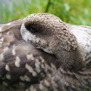 Marbled teal (Marmaronetta angustirostris), 2019-07-21
