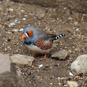 Zebra finch (Taeniopygia guttata), 2019-07-21