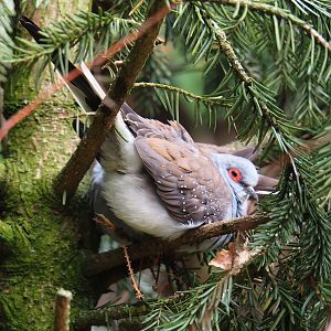 Diamond dove (Geopelia cuneata), 2019-07-21