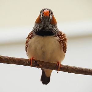 Zebra finch (Taeniopygia guttata), 2019-07-21