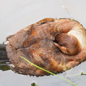 Female Ruddy duck (Oxyura jamaicensis), 2019-07-21