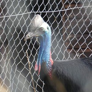 Johnstone's Cassowary