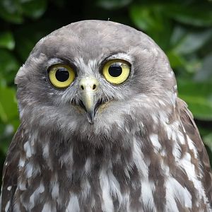 Barking Owl