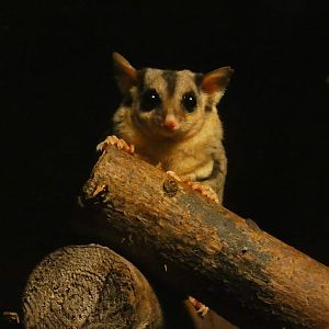 Squirrel Glider