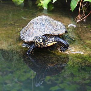 Yellow-bellied slider (Trachemys scripta scripta), 2019-07-21