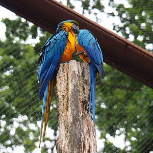 Blue-and-gold macaw pair (Ara ararauna), 2019-07-21