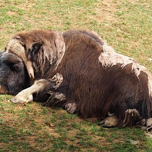 Musk ox (Ovibos moschatus), 2019-07-21