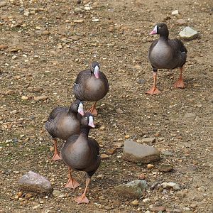 Lesser white-fronted geese (Anser erythropus), 2019-07-21