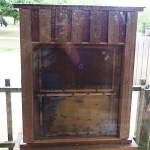Honeybee hive (Apis mellifera), 2019-07-21
