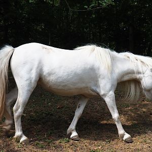 Shetland pony (Equus caballus), 2019-07-21