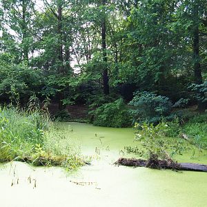 Bush dog exhibit, 2019-07-21