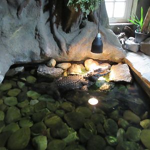 West African Dwarf Crocodile Pool