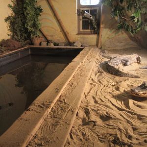 Mississippi Alligator Exhibit