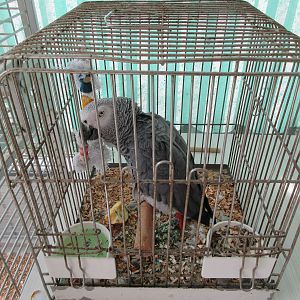 African Grey Parrot